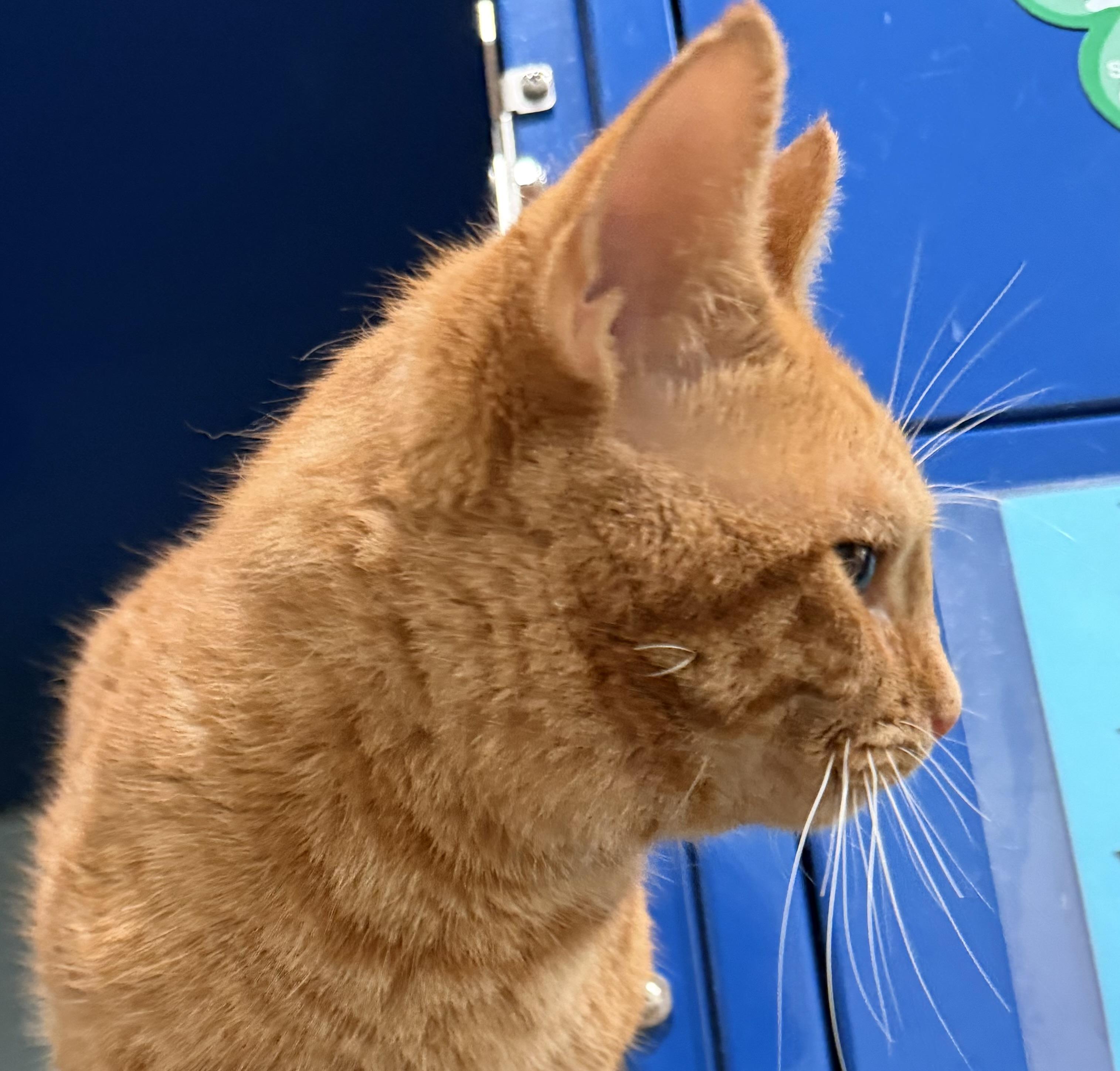 Enlarge Basil, an adopted Domestic Short Hair in Sault Sainte Marie, MI image 2/6