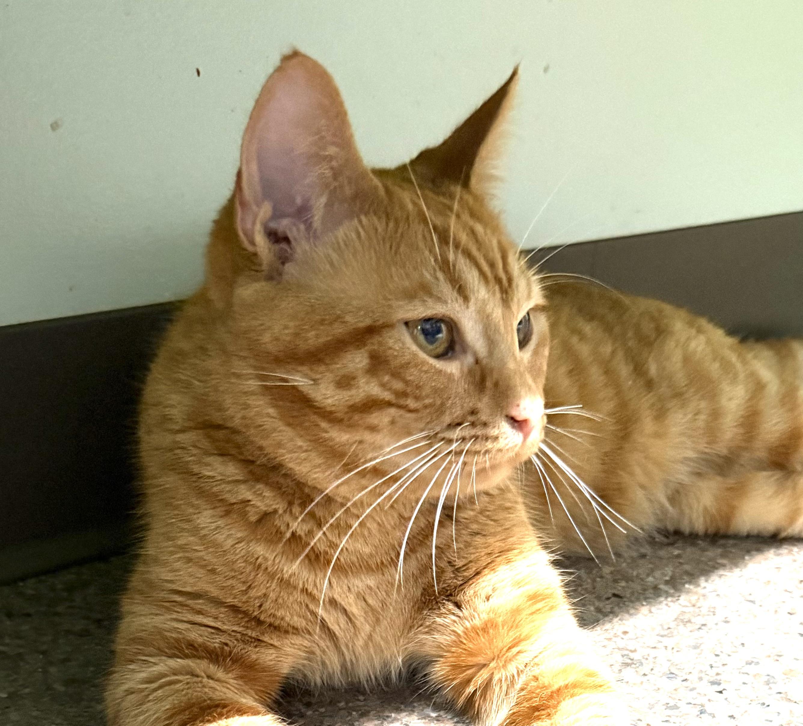 Enlarge Basil, an adopted Domestic Short Hair in Sault Sainte Marie, MI image 5/6