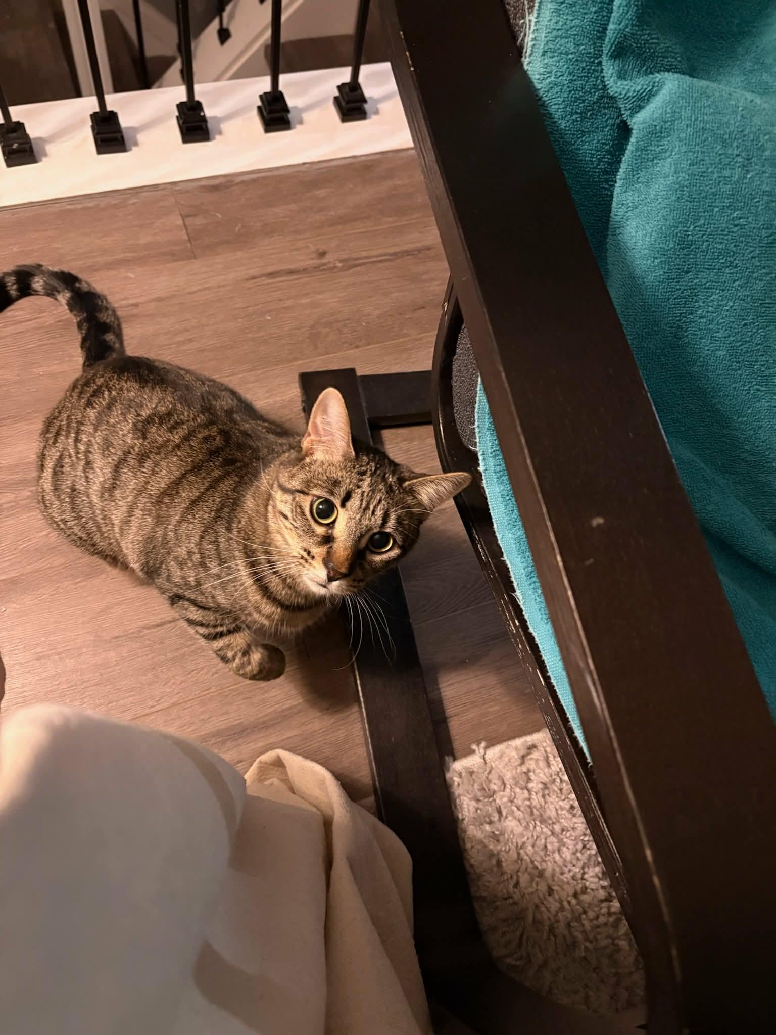 Enlarge Poppy, a ADOPTABLE Domestic Short Hair in Brantford, ON image 2/6