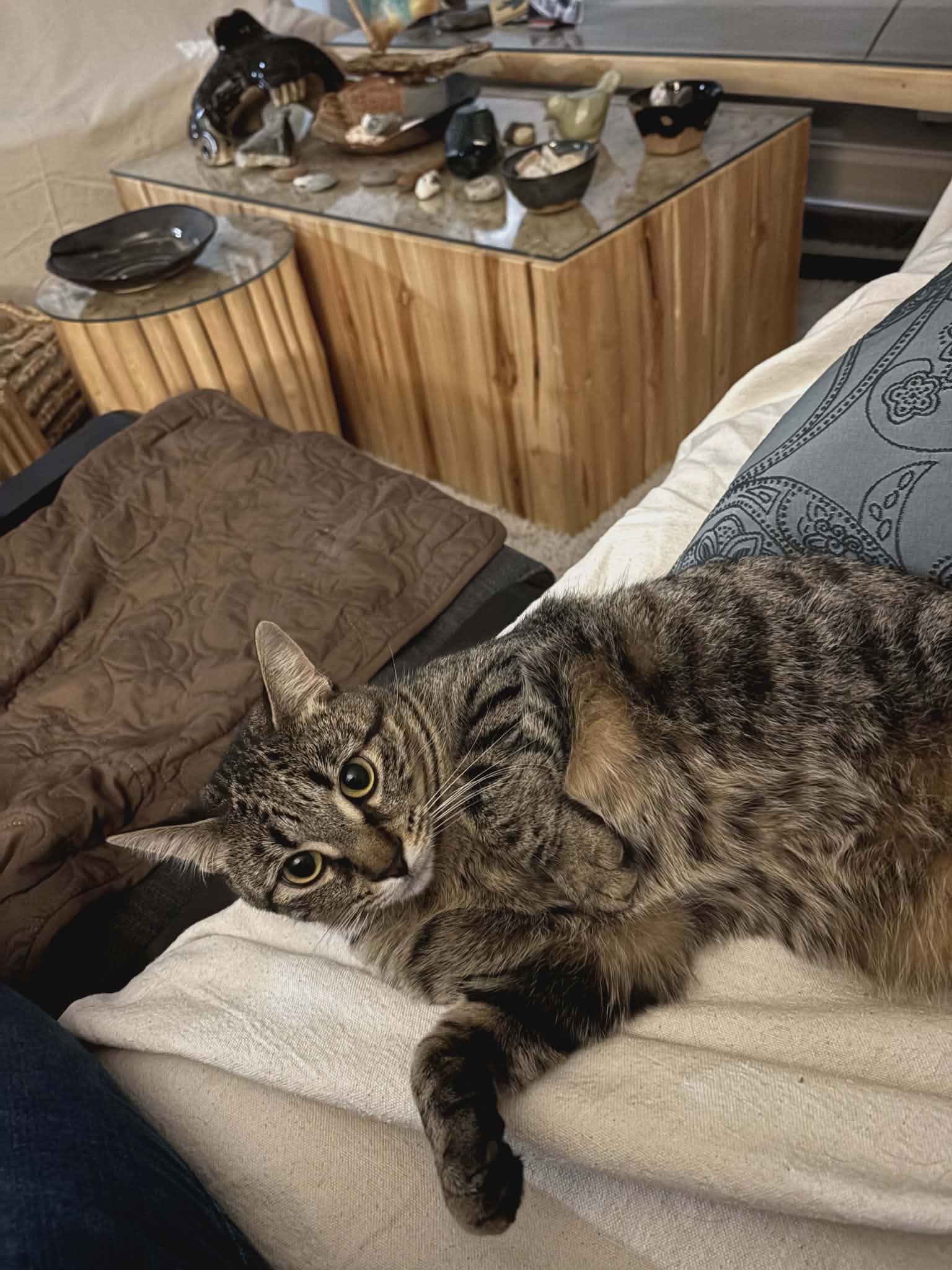 Enlarge Poppy, a ADOPTABLE Domestic Short Hair in Brantford, ON image 4/6