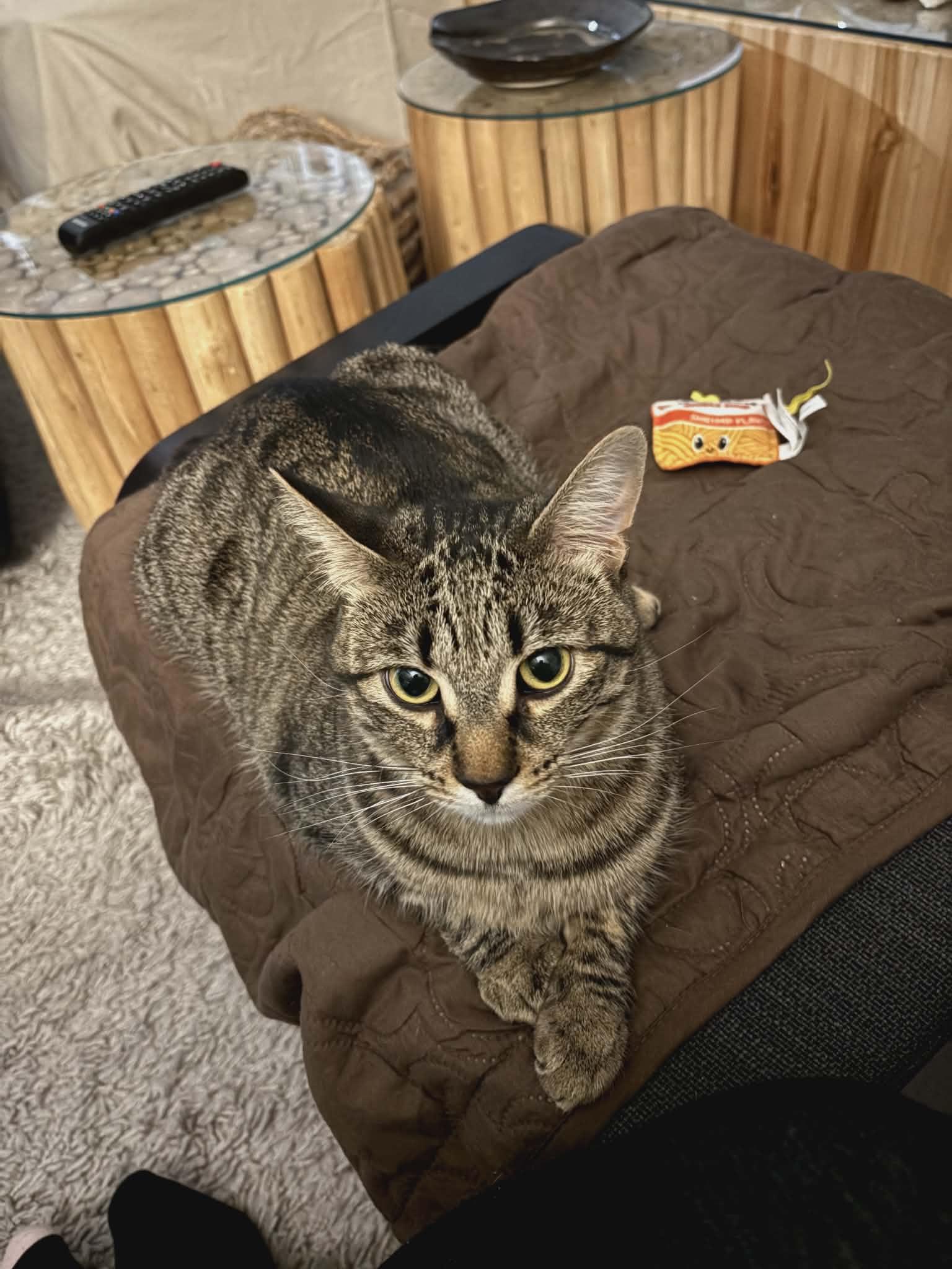 Enlarge Poppy, a ADOPTABLE Domestic Short Hair in Brantford, ON image 3/6