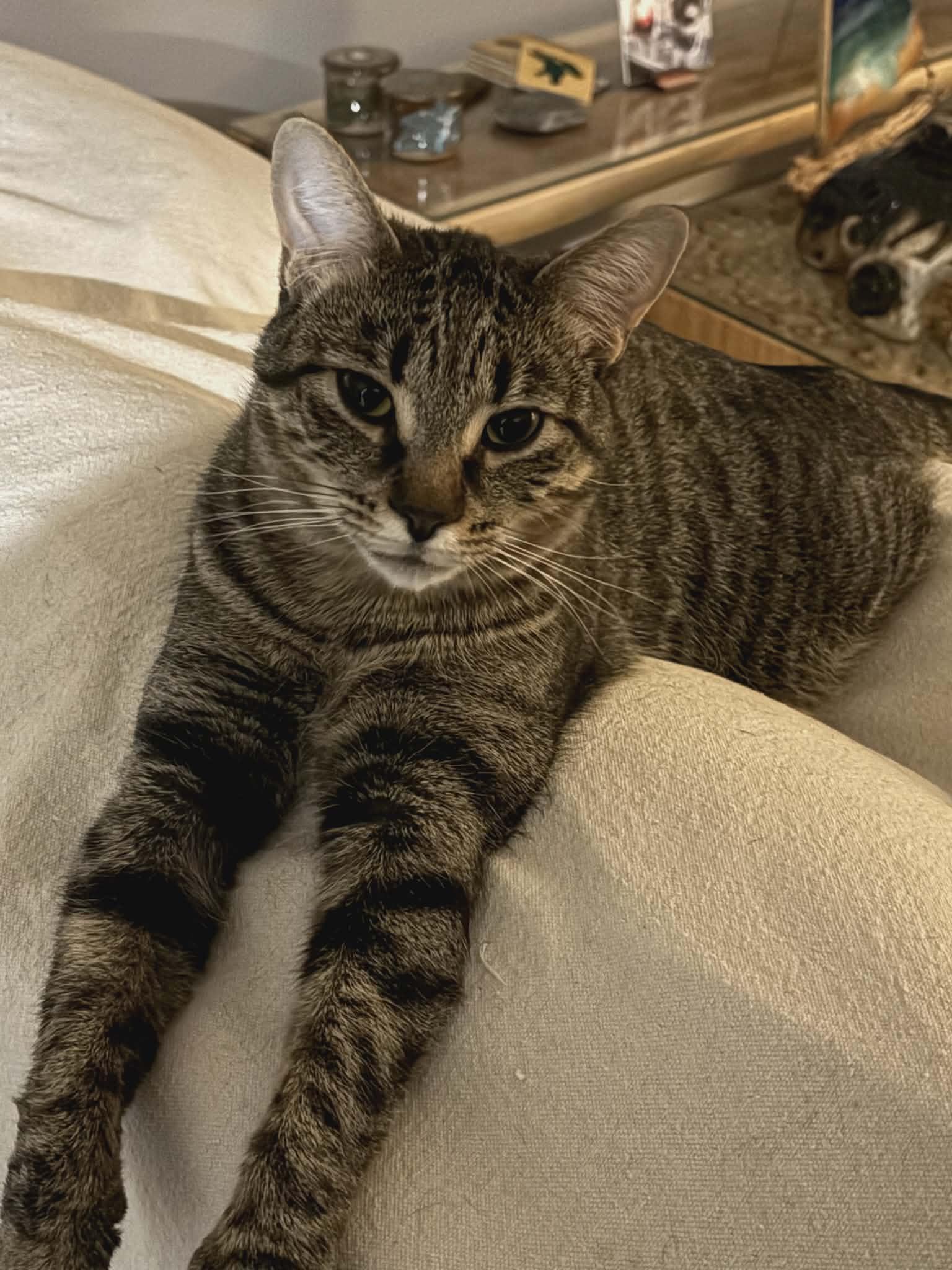 Enlarge Poppy, a ADOPTABLE Domestic Short Hair in Brantford, ON image 5/6