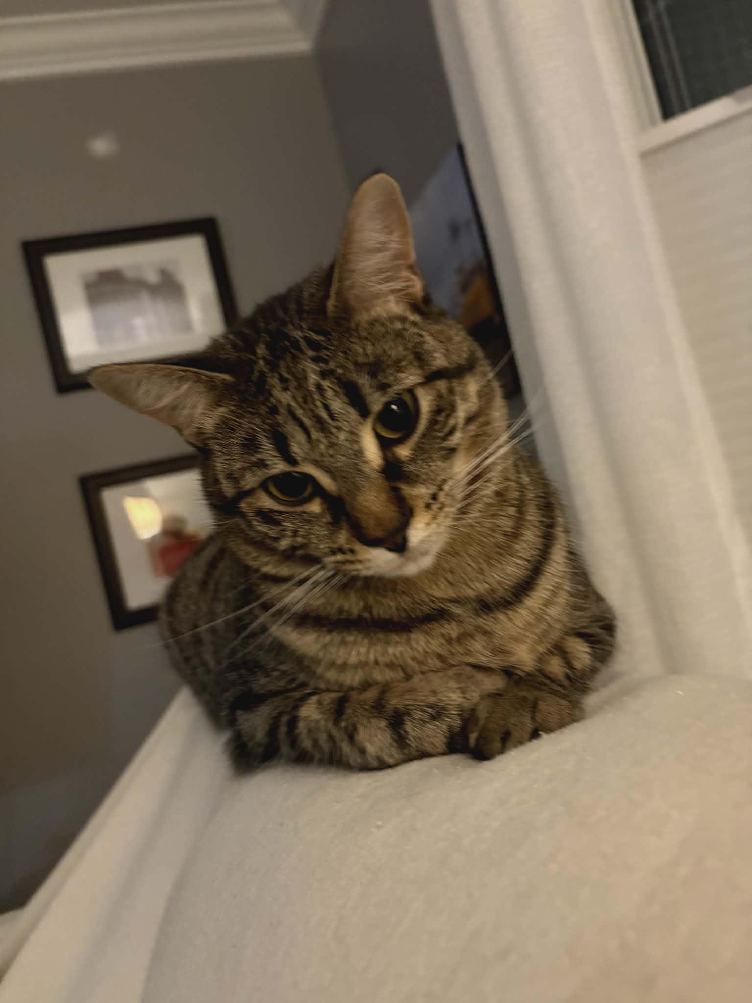 Enlarge Poppy, a ADOPTABLE Domestic Short Hair in Brantford, ON image 1/6