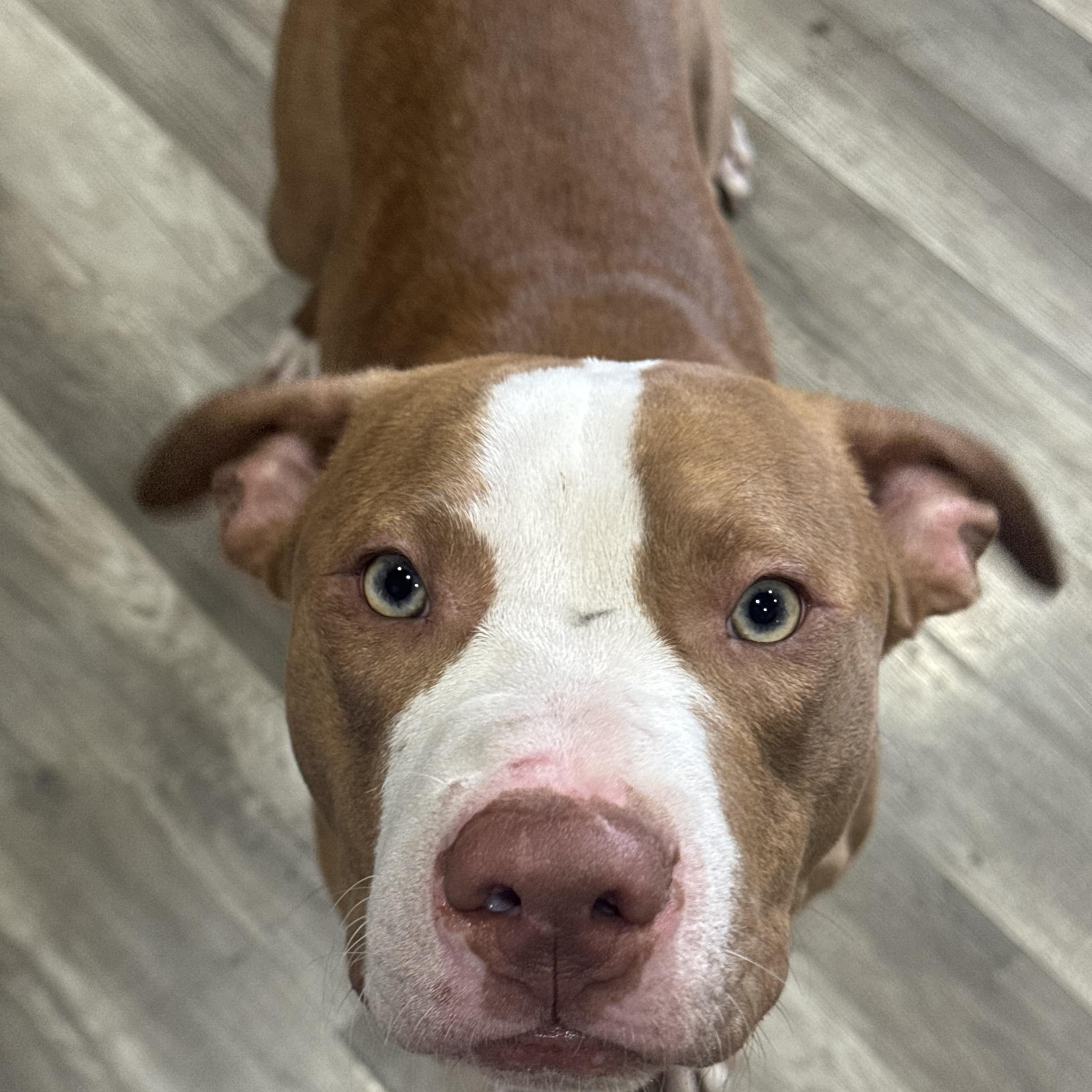 Clyde, Young Male Pit Bull Terrier