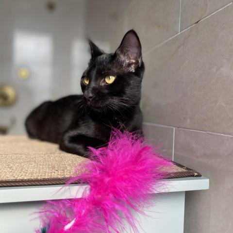 Ocho, Adoptable, Adult Male Domestic Short Hair.