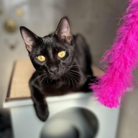 Ocho, a Adoptable Domestic Short Hair in Davie, FL image 2/9