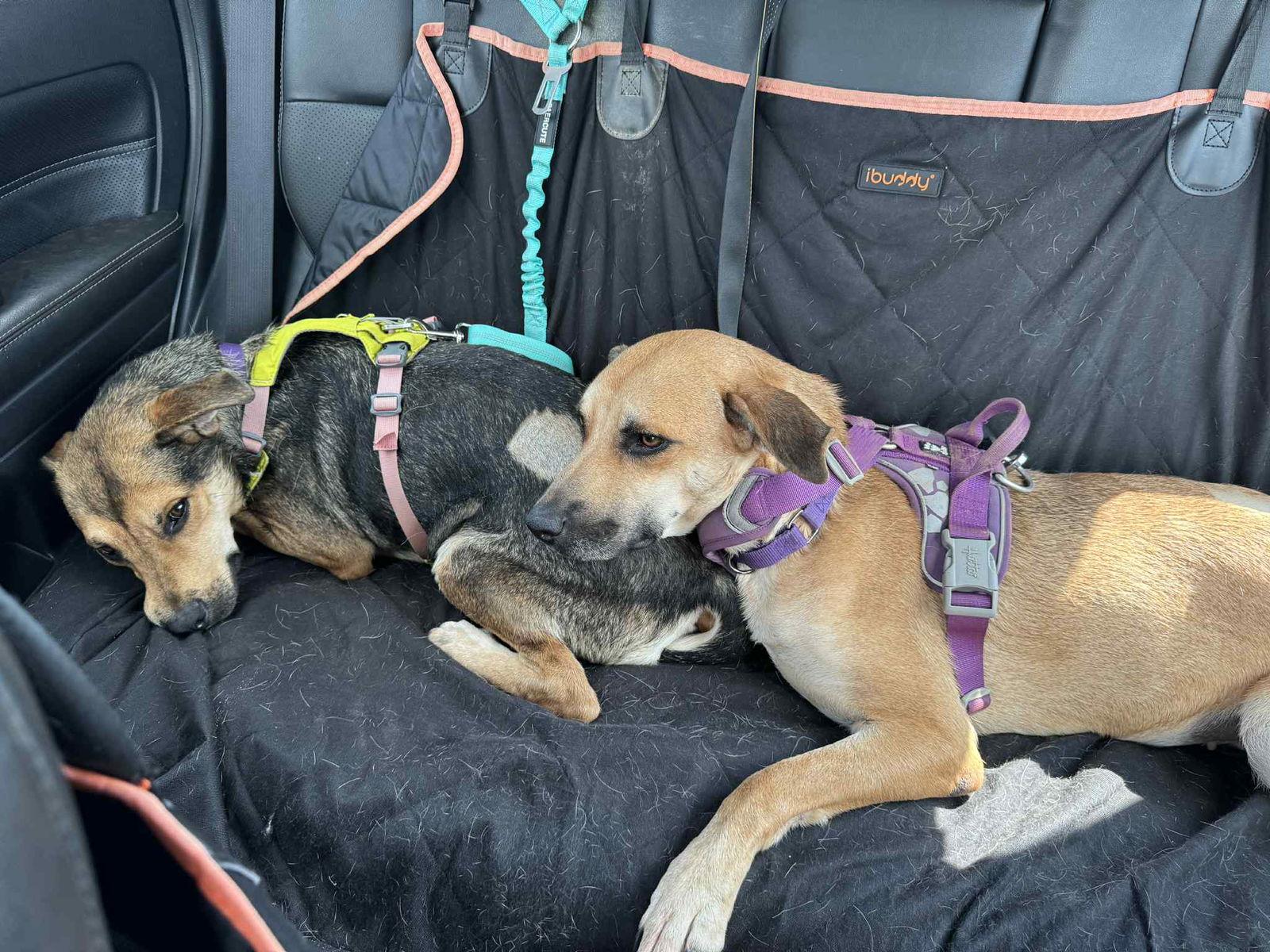 Gummy Bear, Adoptable, Young Female Mixed Breed.