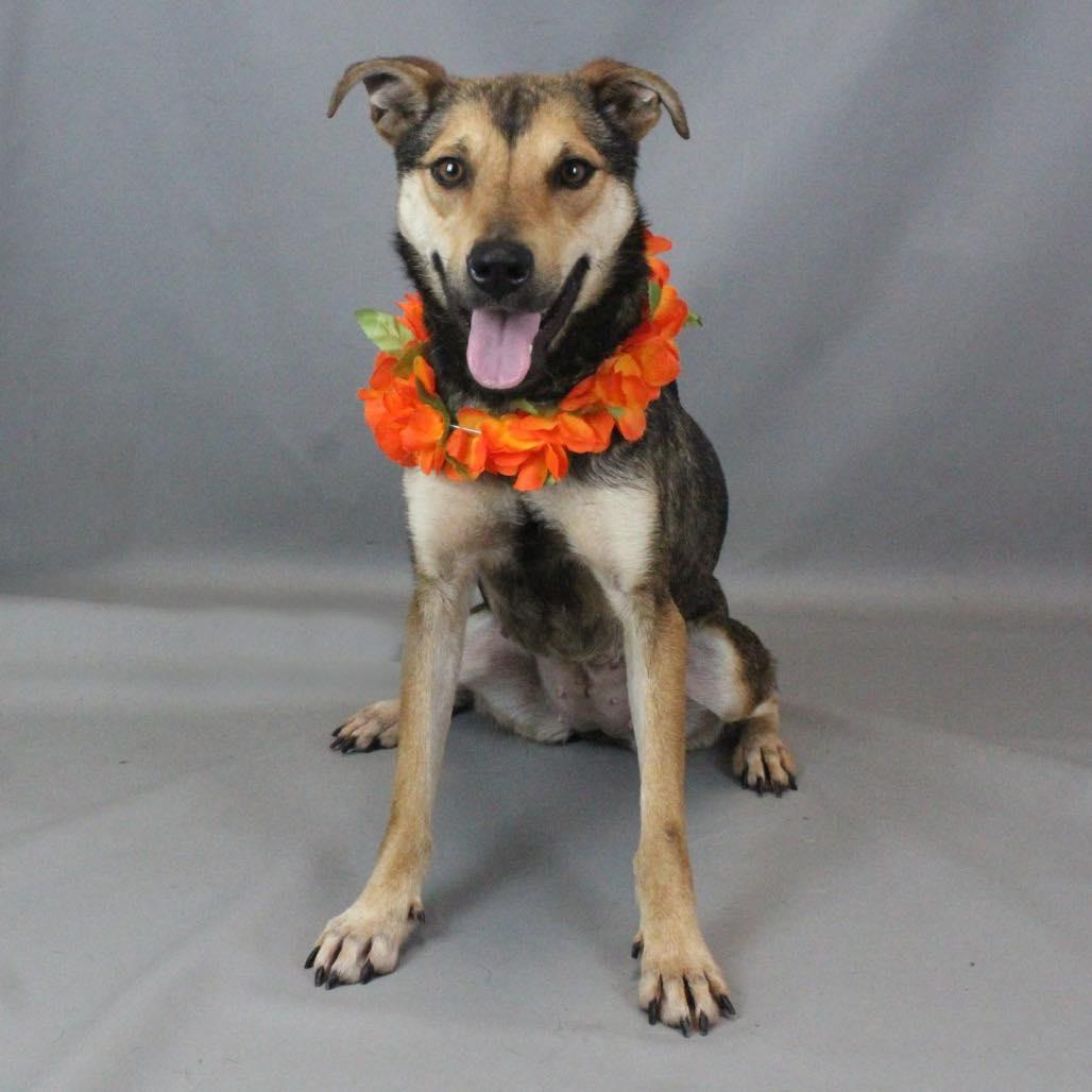 Enlarge Gummy Bear, a Adoptable Mixed Breed in Shelburne, VT image 3/3