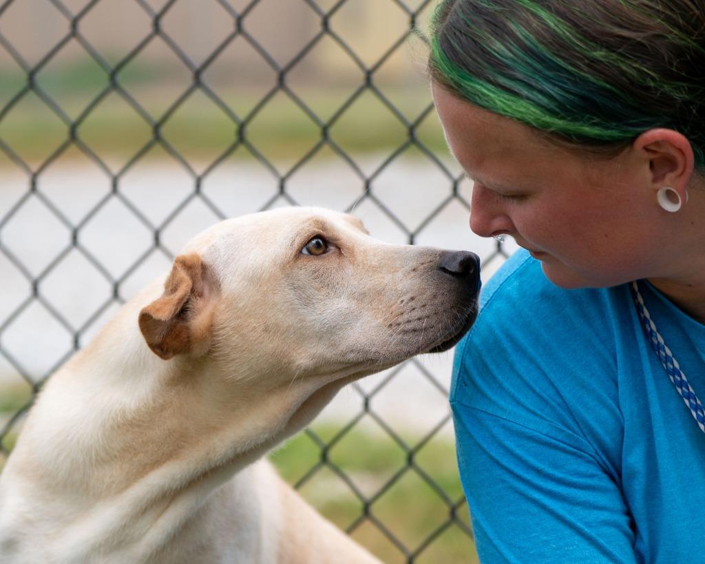 Maple, Adoptable, Puppy Female Shar-Pei & Retriever.
