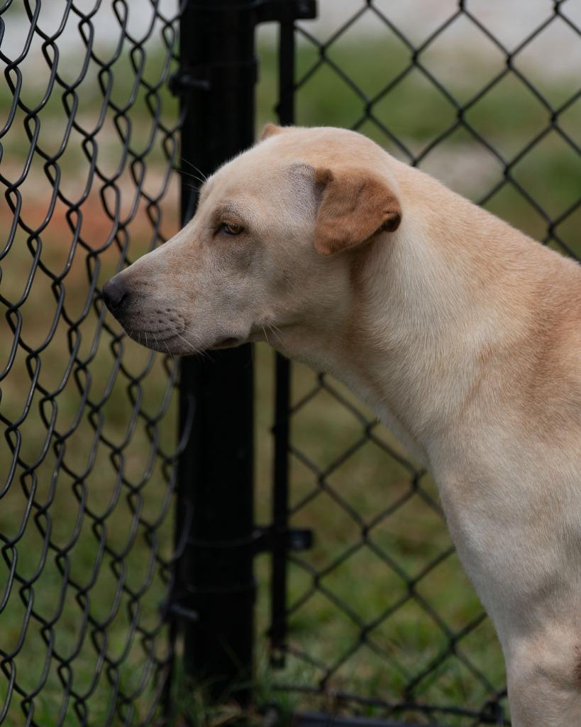 Enlarge Maple, a Adoptable mixed breed in Lavonia, GA image 2/6