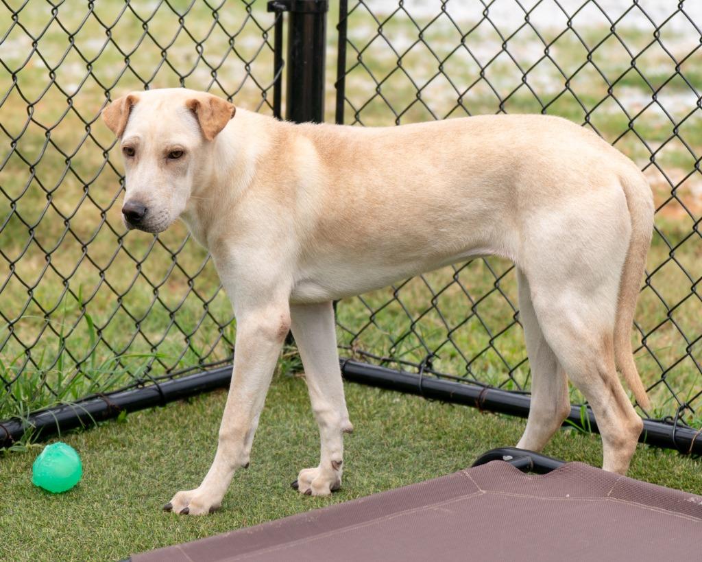 Enlarge Maple, a Adoptable mixed breed in Lavonia, GA image 3/6