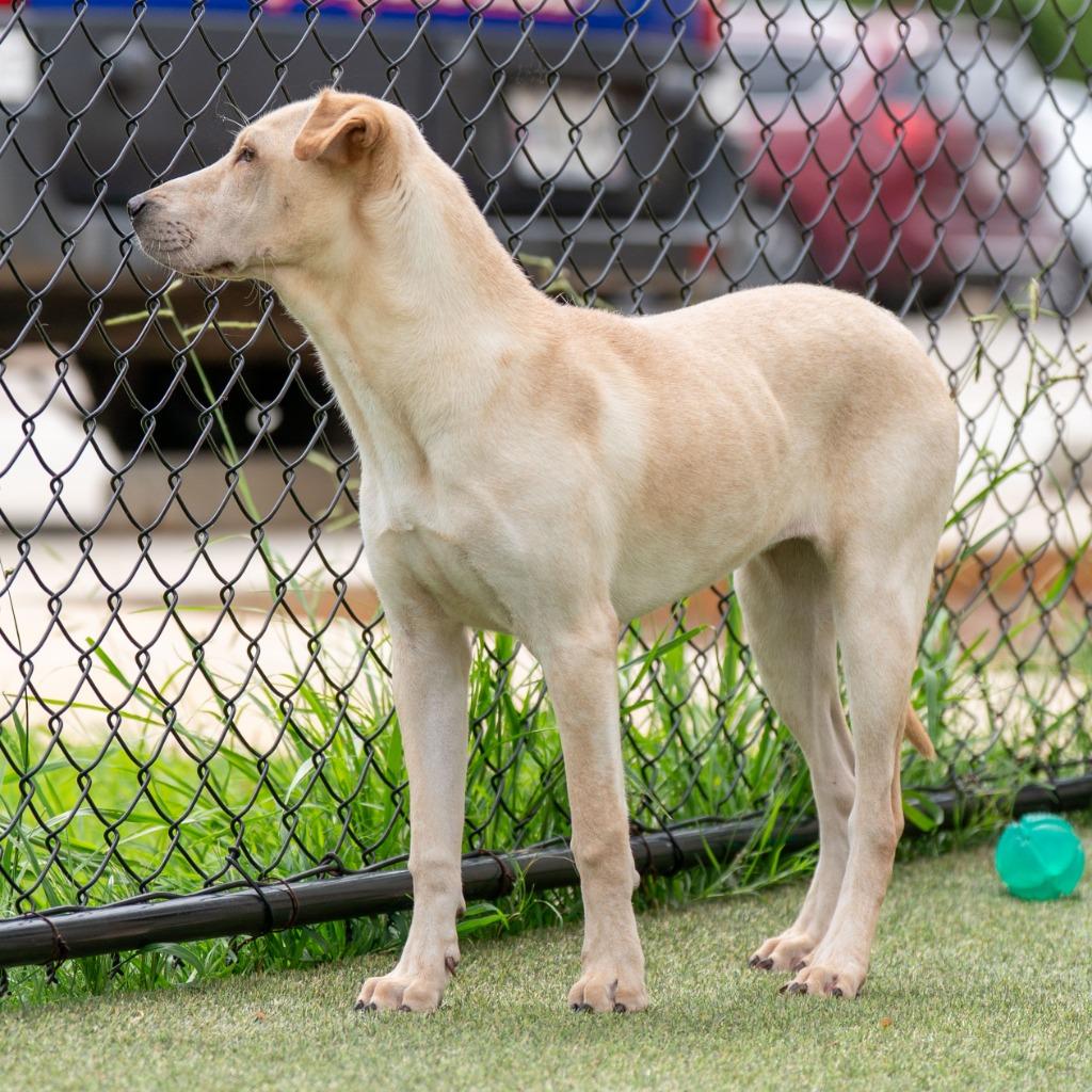 Enlarge Maple, a Adoptable mixed breed in Lavonia, GA image 4/6
