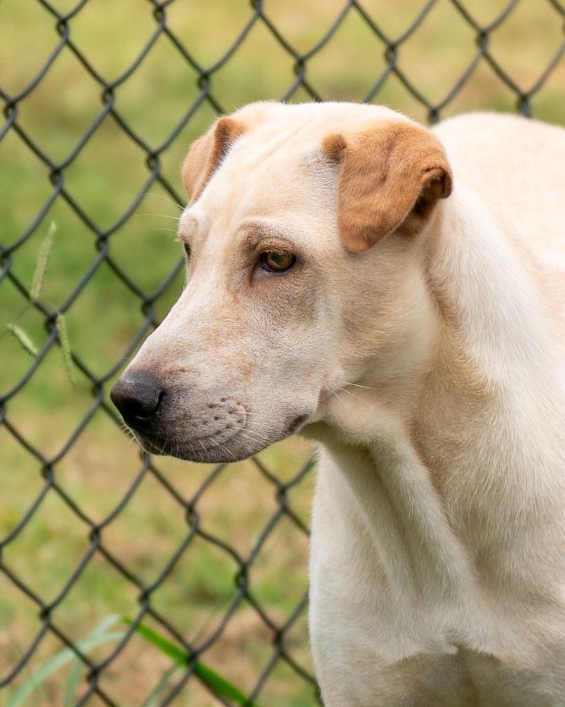 Enlarge Maple, a Adoptable mixed breed in Lavonia, GA image 5/6