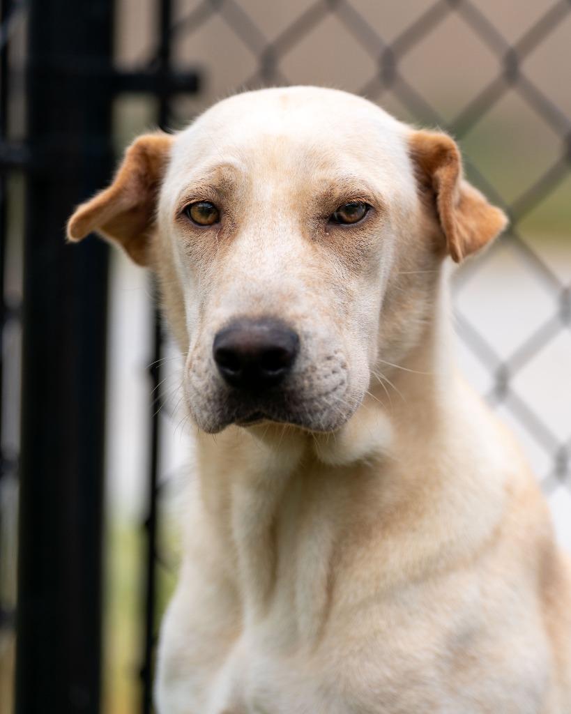 Enlarge Maple, a Adoptable mixed breed in Lavonia, GA image 6/6