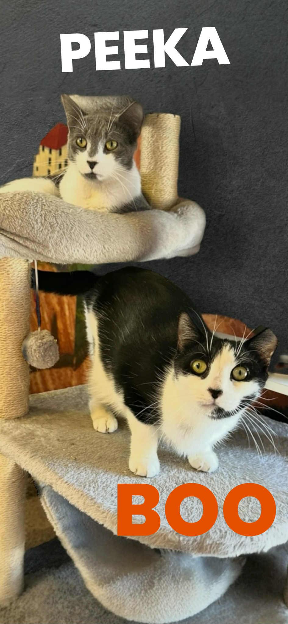 Enlarge Peeka n boo, a Adoptable Domestic Short Hair in West Pittston, PA image 1/1