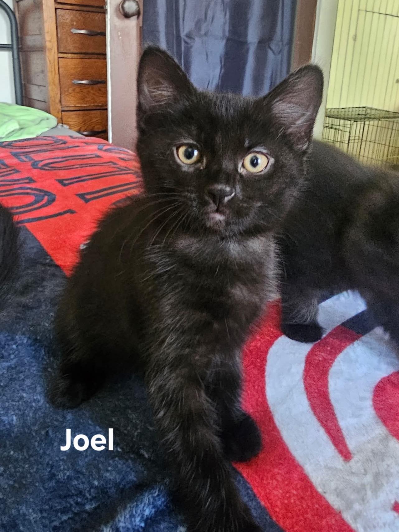 Joel, adopted, Kitten Male Domestic Short Hair.
