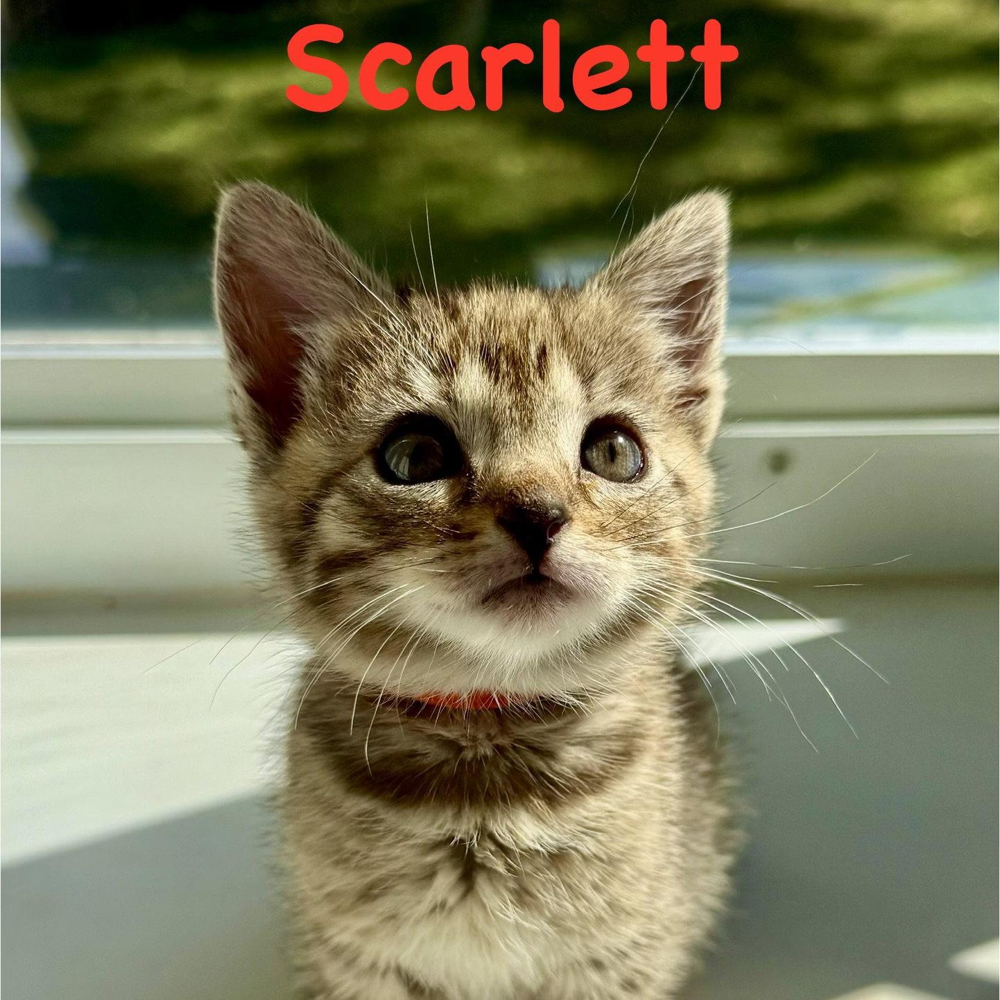 Enlarge Scarlett, a Adoptable Domestic Short Hair in Reston, VA image 2/3
