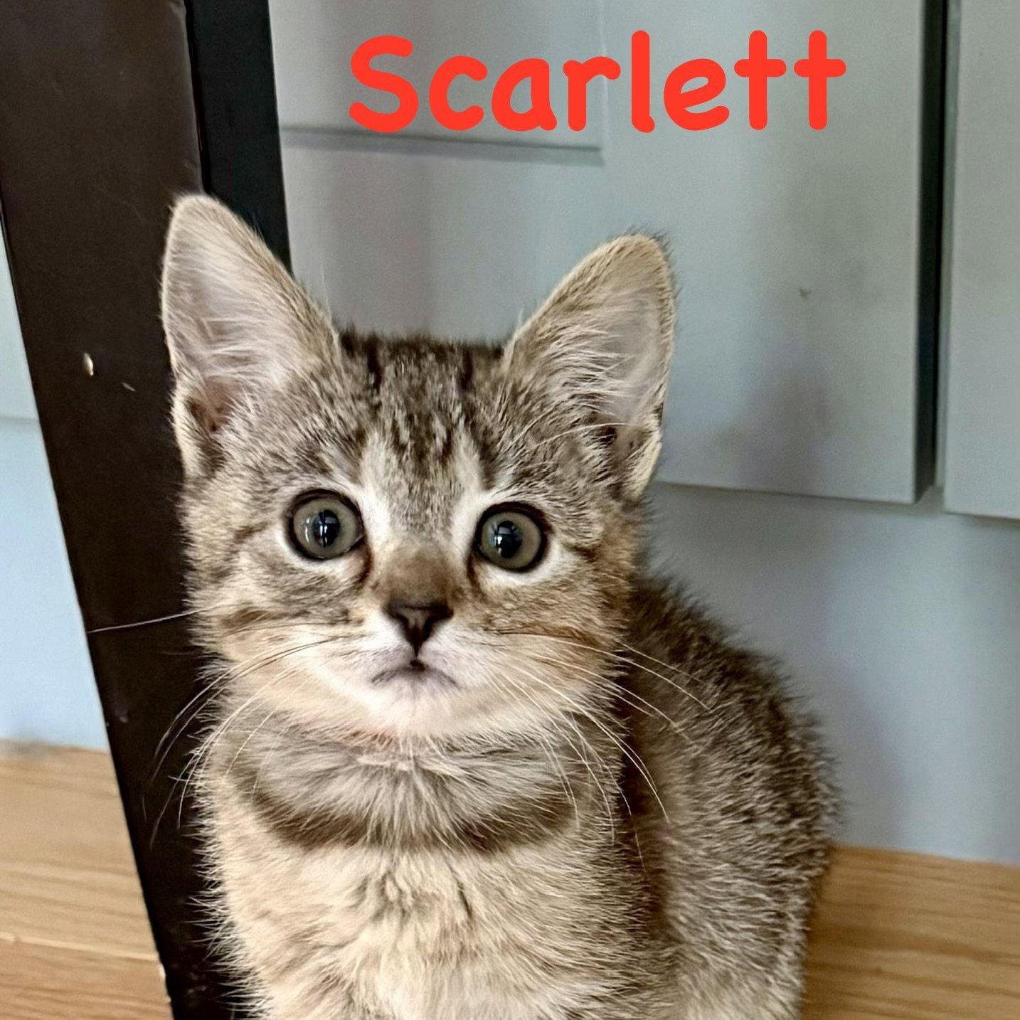 Scarlett, Adoptable, Kitten Female Domestic Short Hair.