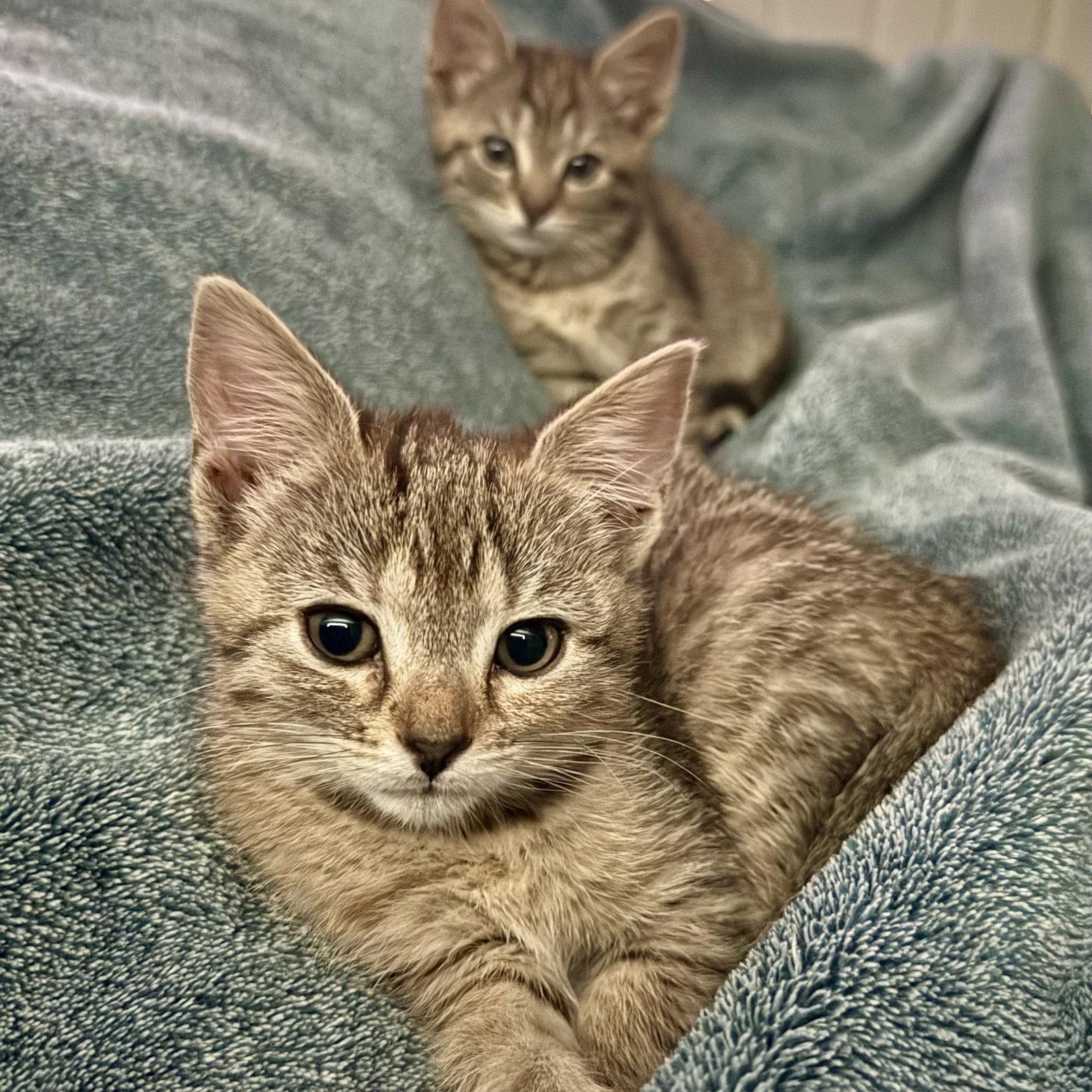 Enlarge Scarlett, a Adoptable Domestic Short Hair in Reston, VA image 3/3