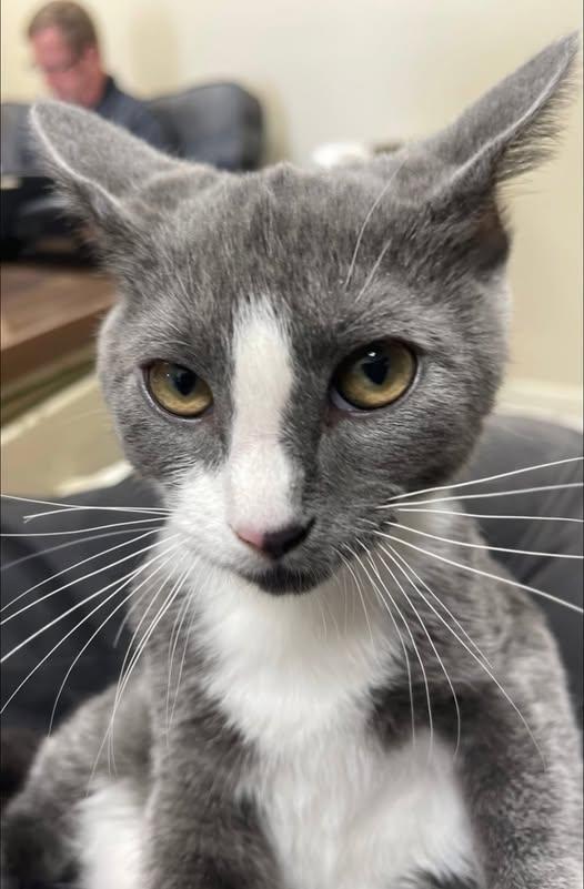 Enlarge Gravel, a Adoptable Domestic Short Hair in North Kansas City, MO image 1/1