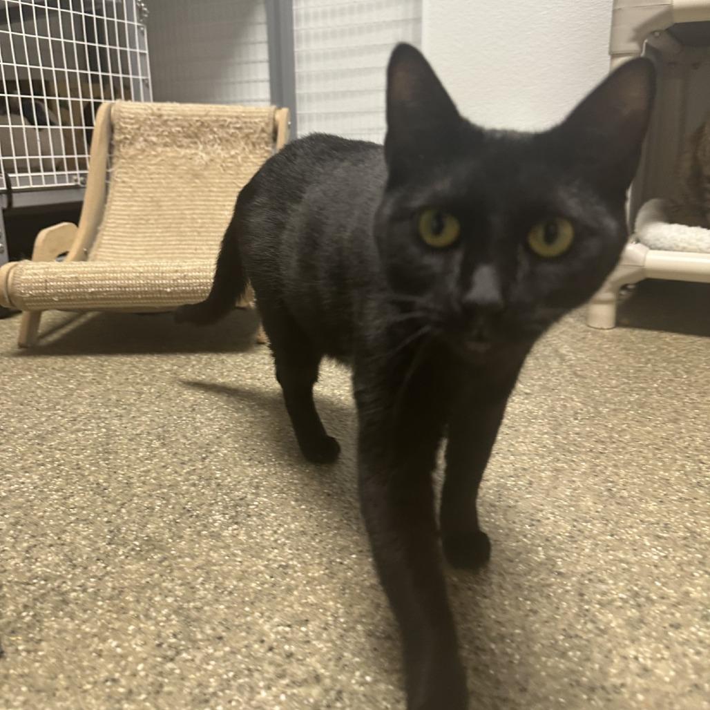 Walnut, Adoptable, Adult Female Domestic Short Hair.