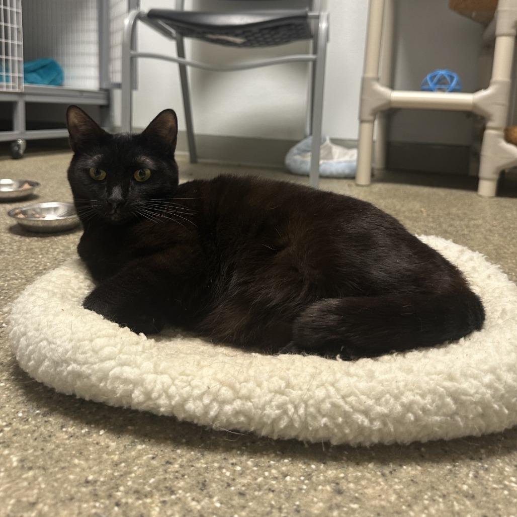 Enlarge Walnut, a Adoptable Domestic Short Hair in Blue Ridge, GA image 2/4