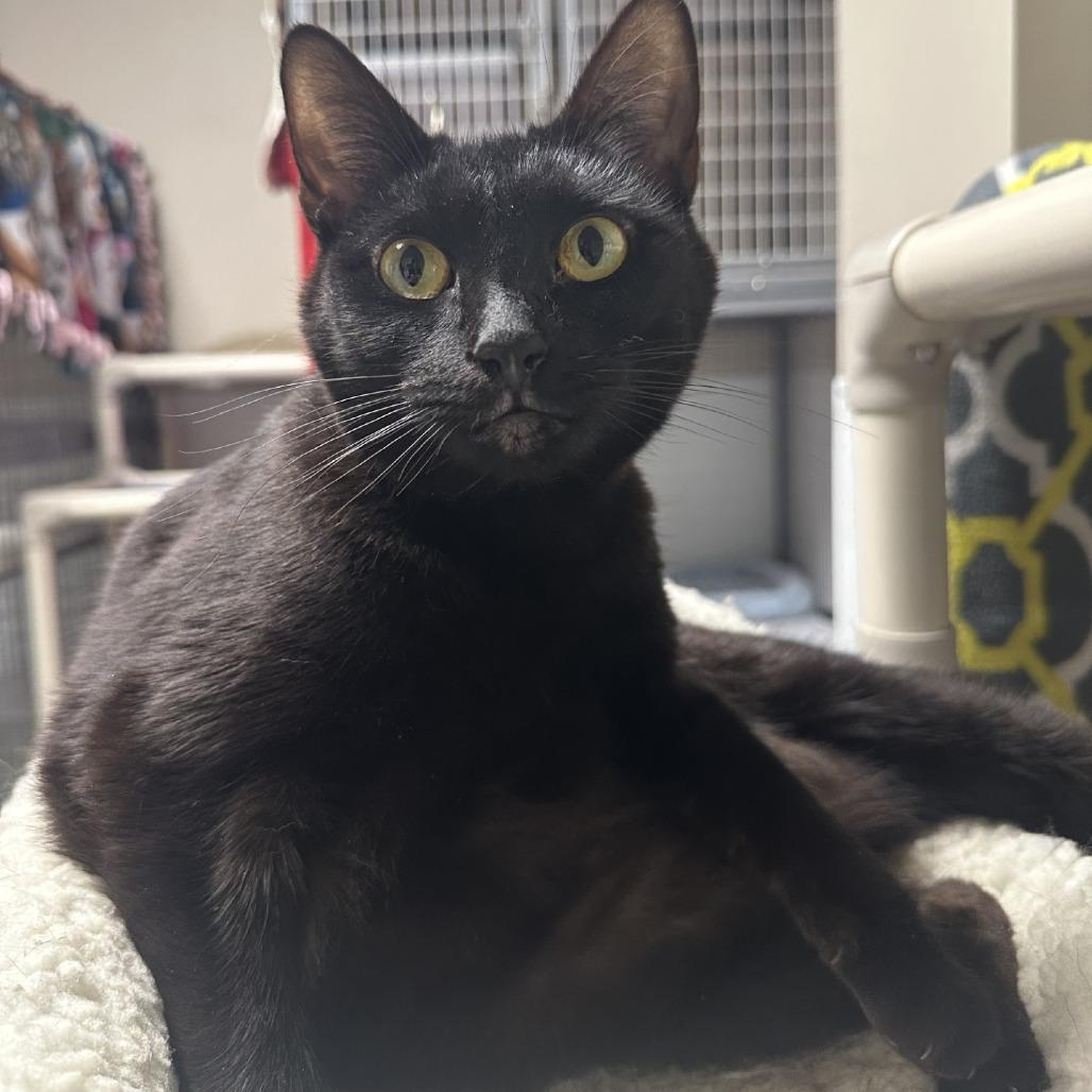 Enlarge Walnut, a Adoptable Domestic Short Hair in Blue Ridge, GA image 3/4