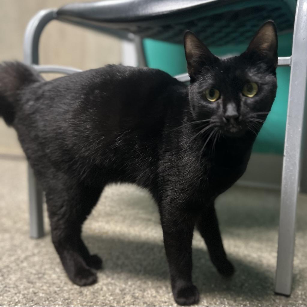 Enlarge Walnut, a Adoptable Domestic Short Hair in Blue Ridge, GA image 4/4