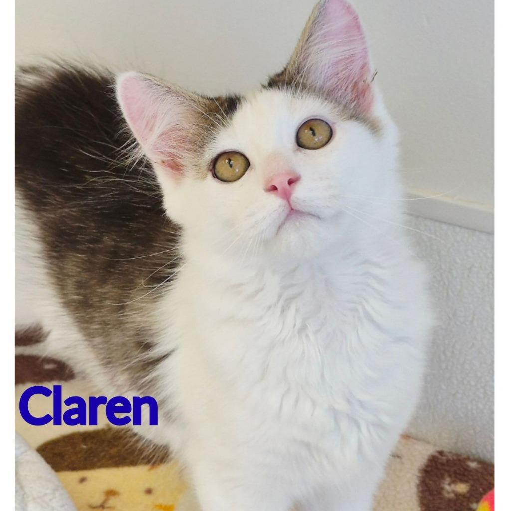 Claren, a Adopted mixed breed in North Saint Paul, MN image 1/2