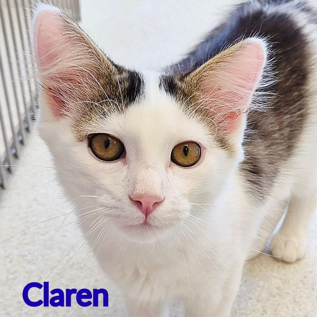 Claren, a Adopted mixed breed in North Saint Paul, MN image 2/2