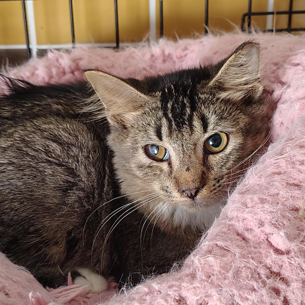Azalea, Adoptable, Young Female Domestic Medium Hair.