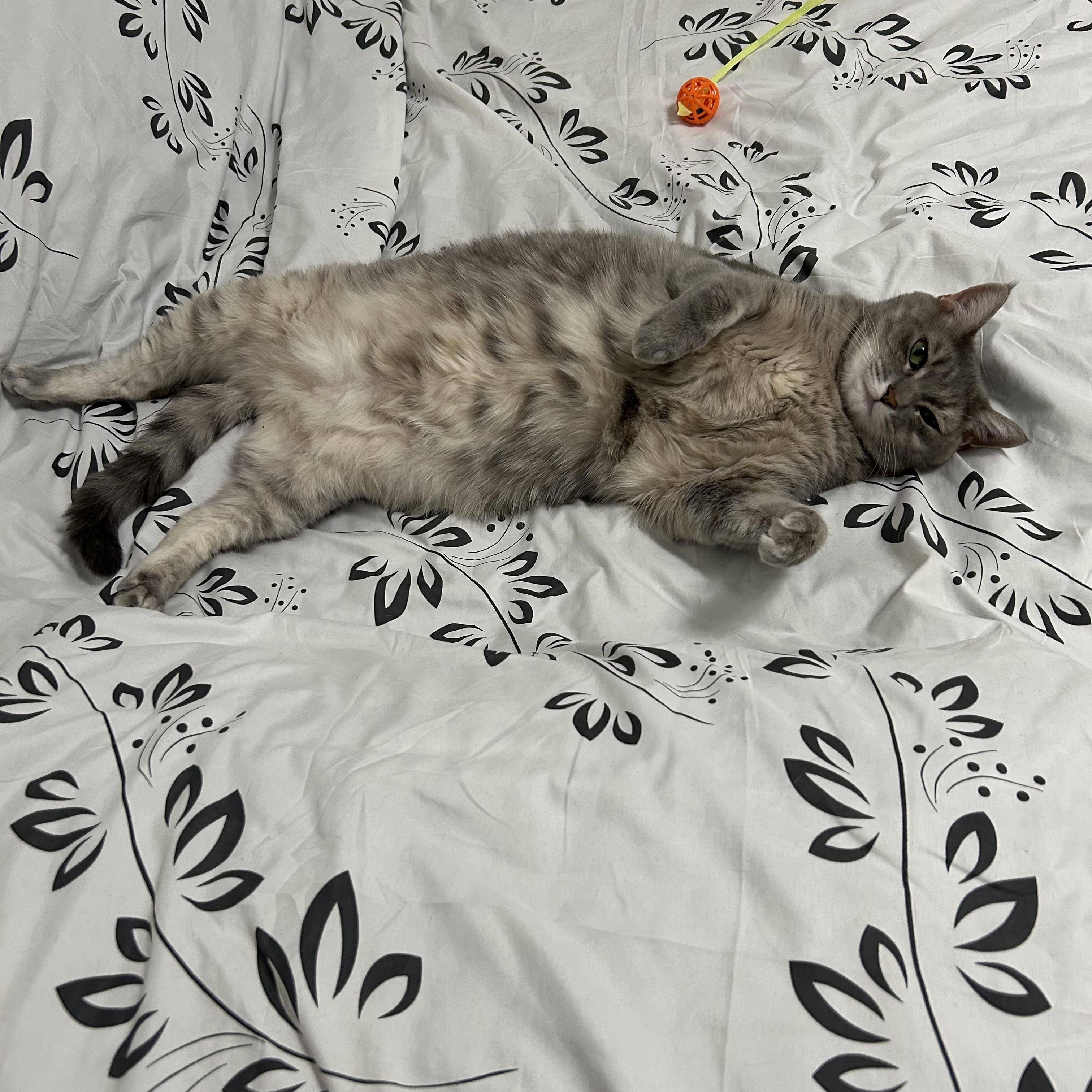 Gracie, Adult Female Domestic Short Hair