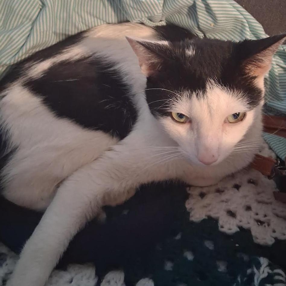 Enlarge Junior, a ADOPTABLE Tuxedo in Bayonne, NJ image 1/1