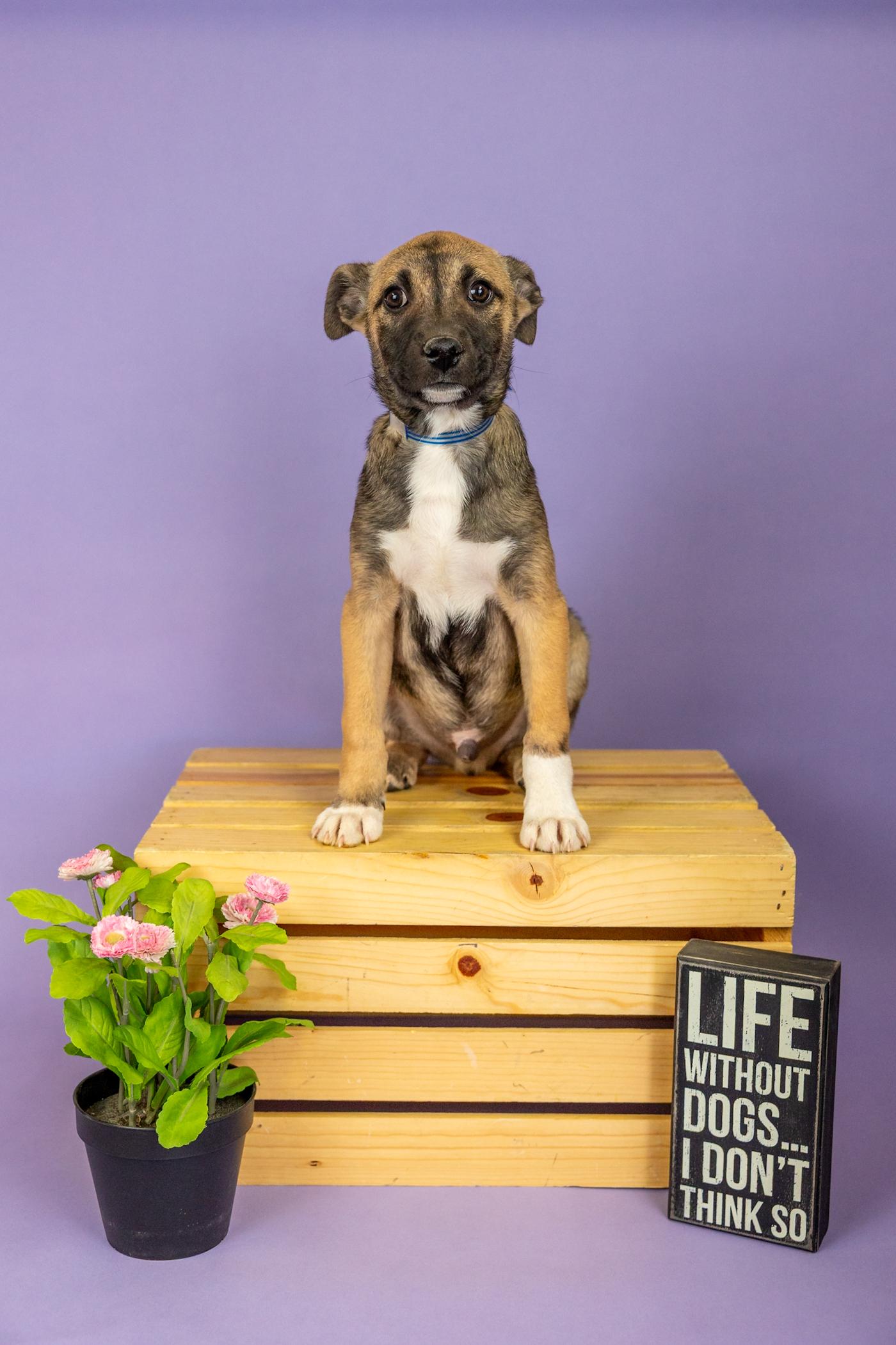 Enlarge 156-26, an adopted mixed breed in Brighton, CO image 1/1