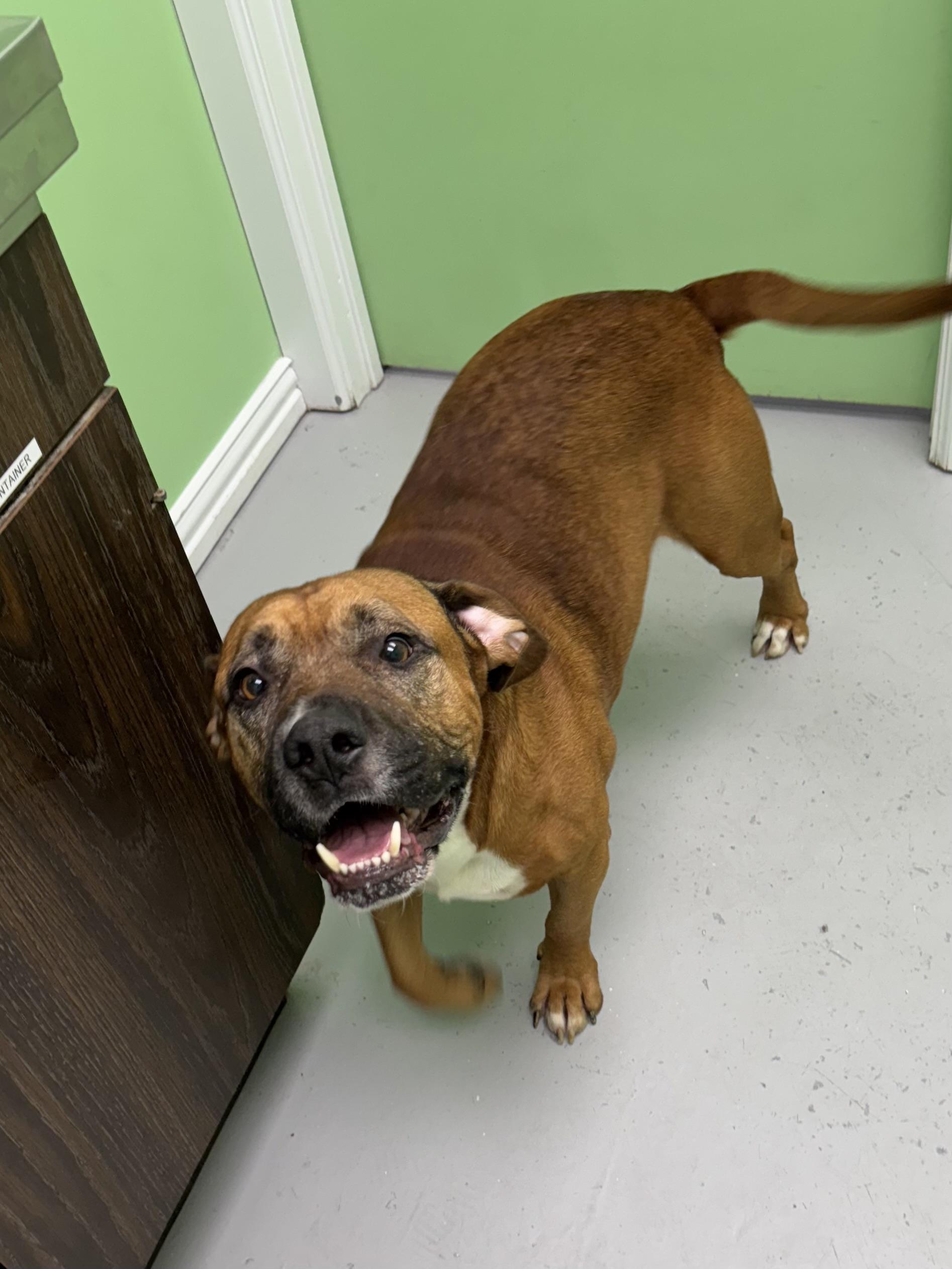 Chubbs, a Adoptable mixed breed in Okmulgee, OK image 6/6