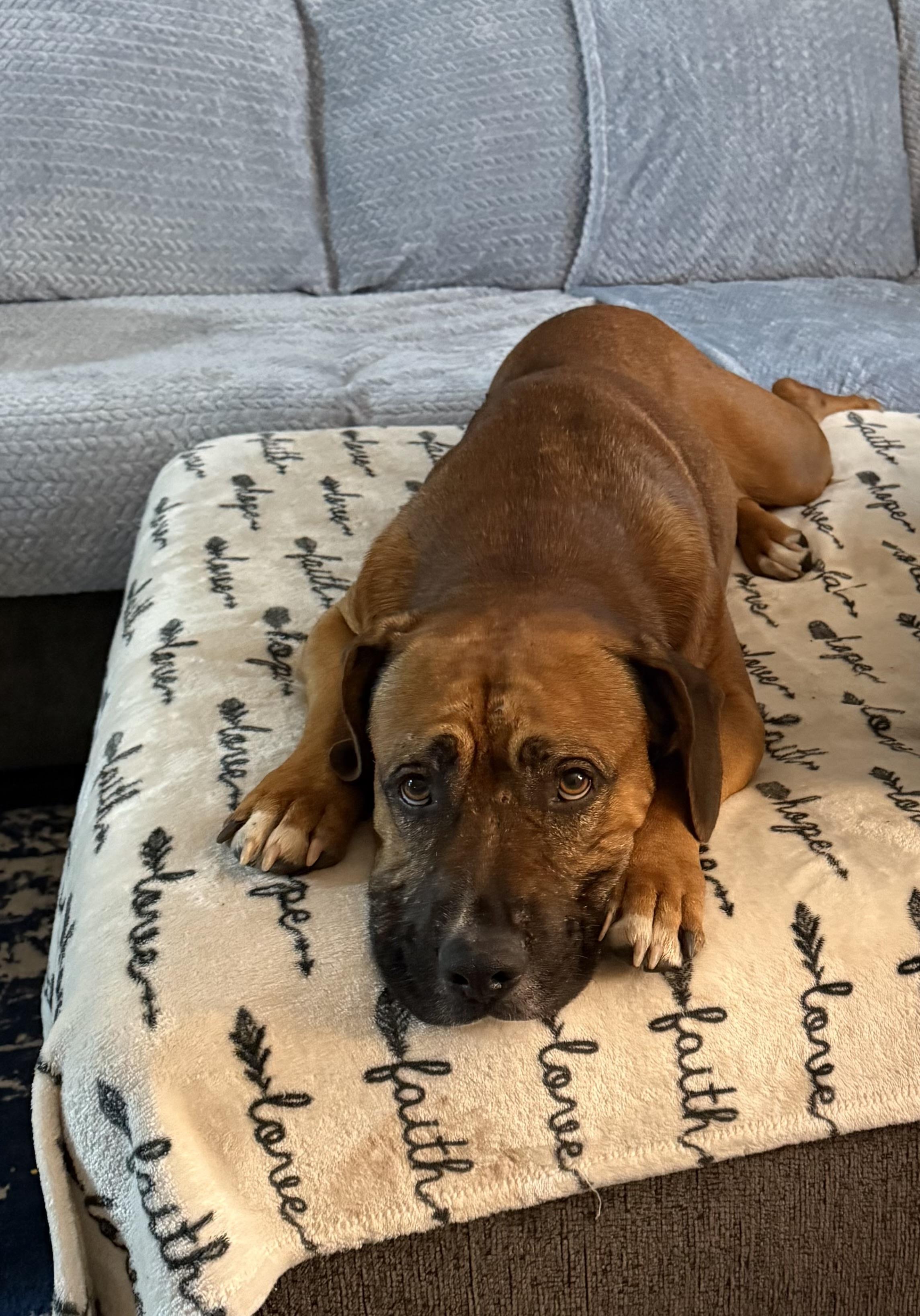 Chubbs, a Adoptable mixed breed in Okmulgee, OK image 3/6