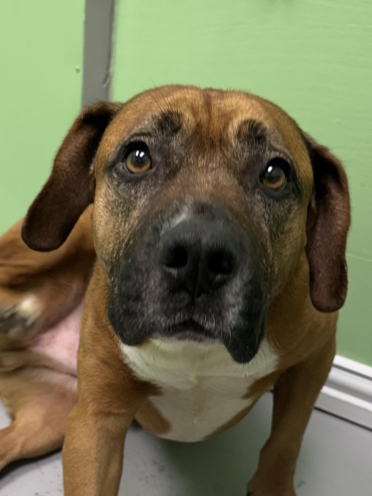 Chubbs, a Adoptable mixed breed in Okmulgee, OK image 5/6