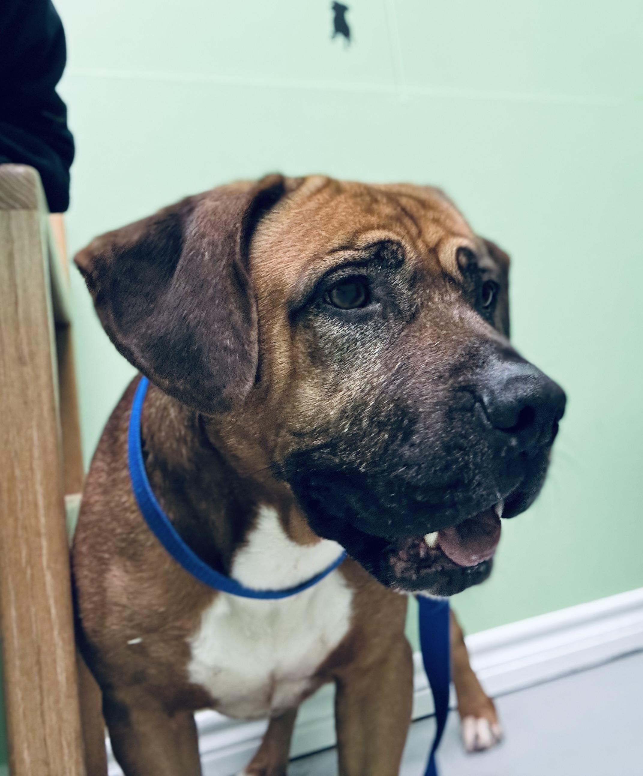 Chubbs, a Adoptable mixed breed in Okmulgee, OK image 4/6