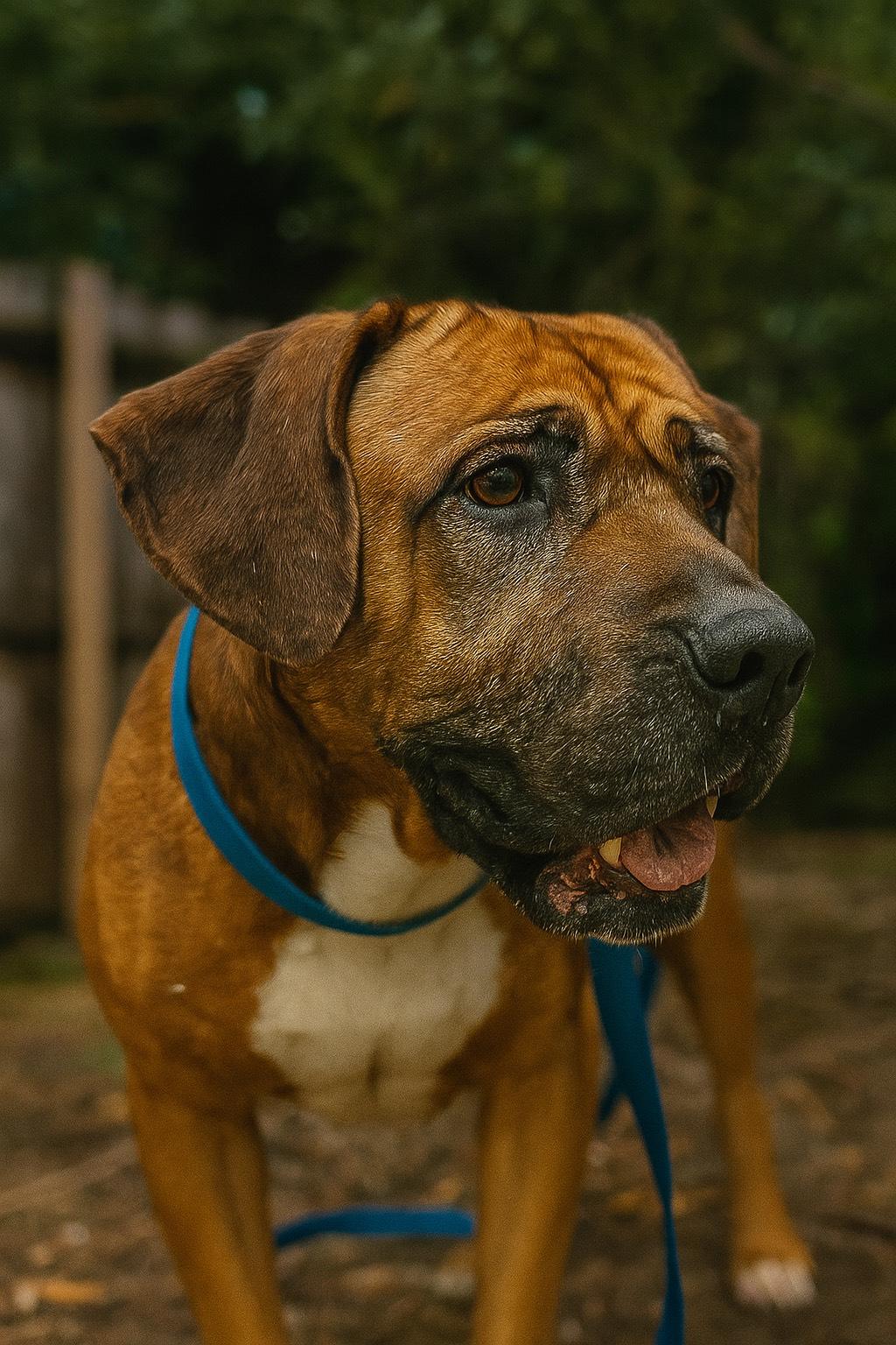 Chubbs, a Adoptable mixed breed in Okmulgee, OK image 1/6