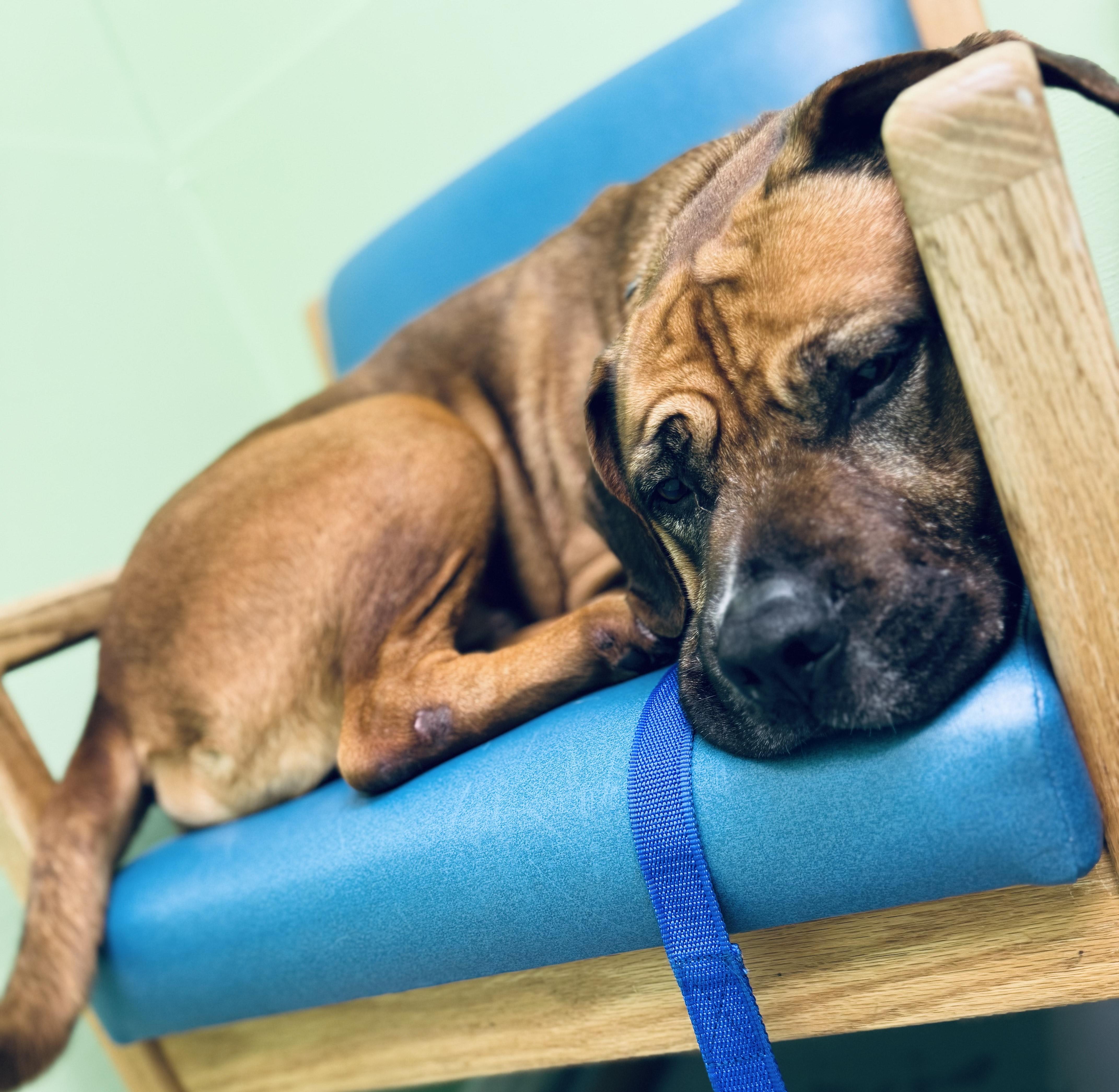 Chubbs, a Adoptable mixed breed in Okmulgee, OK image 2/6