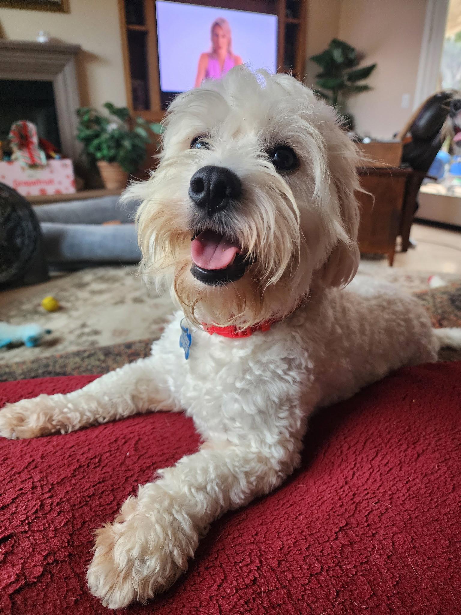 Pippin, Adoptable, Young Male Maltese & Poodle.