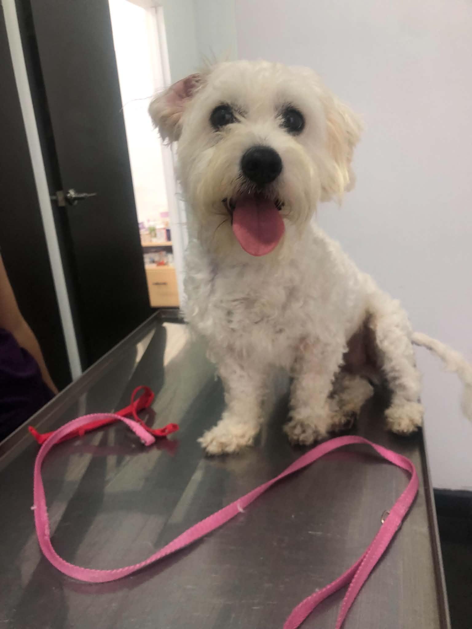 Pippin, Adoptable, Young Male Maltese & Poodle.