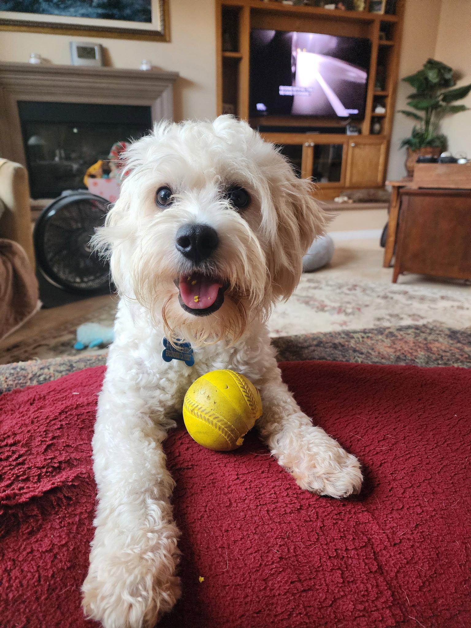 Pippin, Adoptable, Young Male Maltese & Poodle.