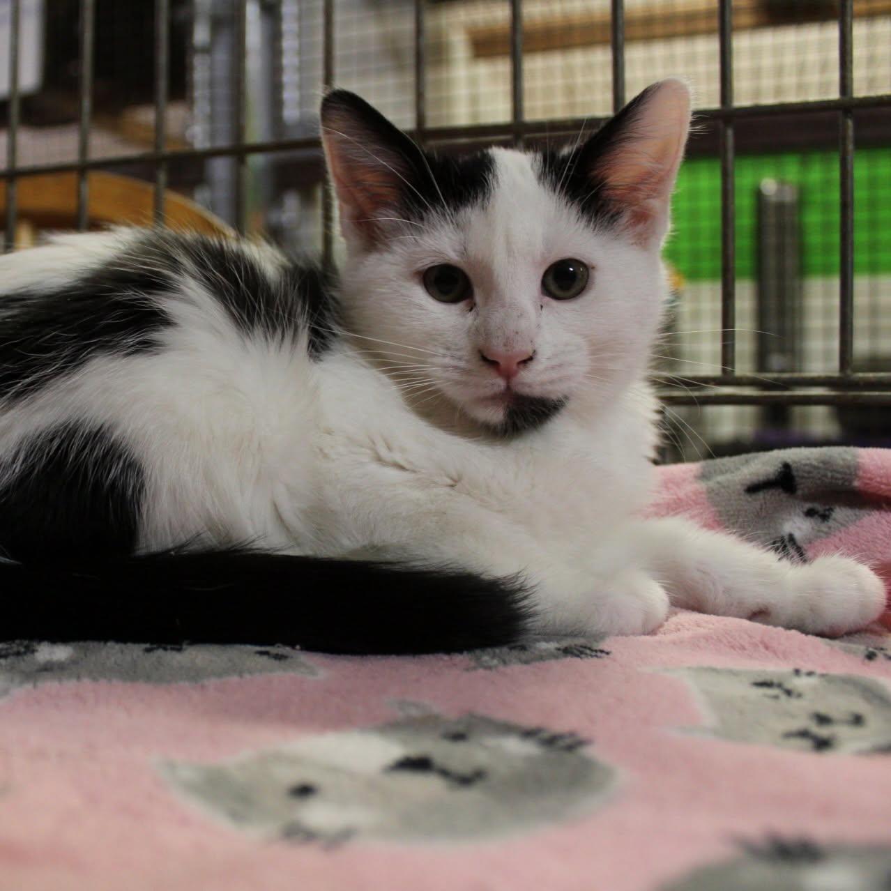 Clove, Adopted, Young Female Domestic Medium Hair.