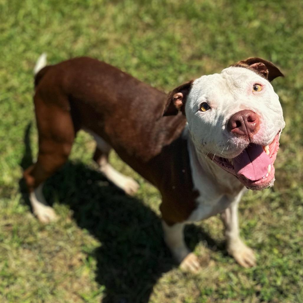 Enlarge Pinecone Pete, a Adoptable Pit Bull Terrier in Valdosta , GA image 1/6