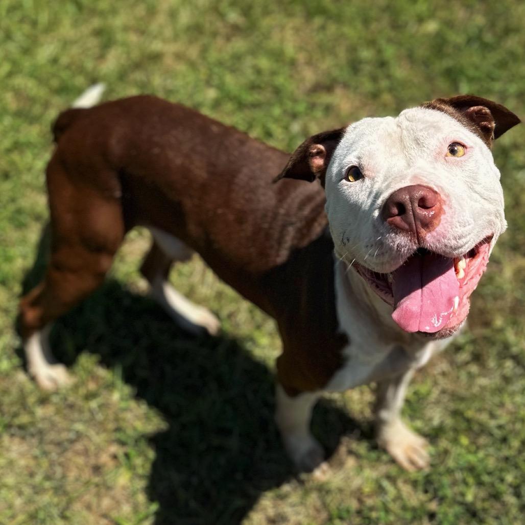 Enlarge Pinecone Pete, a Adoptable Pit Bull Terrier in Valdosta , GA image 3/6