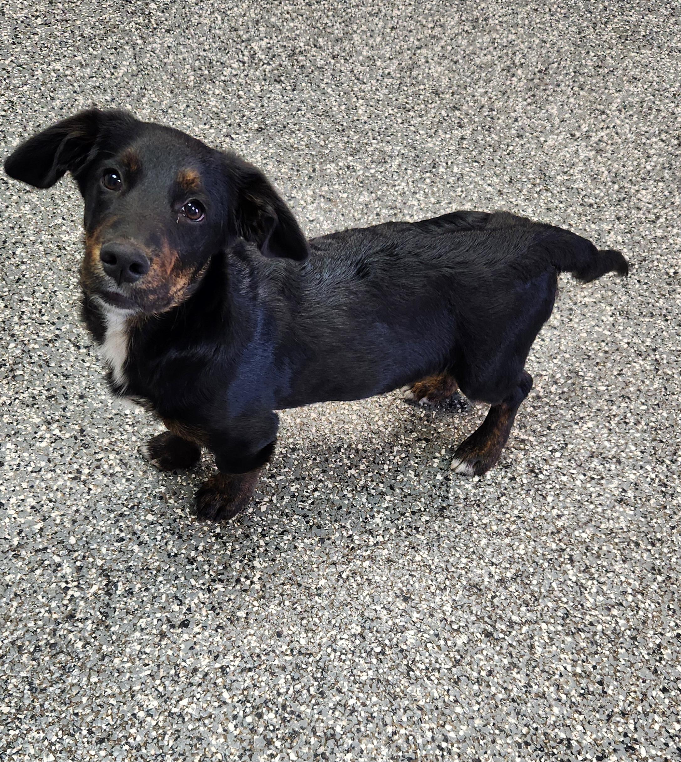 Murphy, Adoptable, Puppy Male Dachshund & Australian Shepherd.
