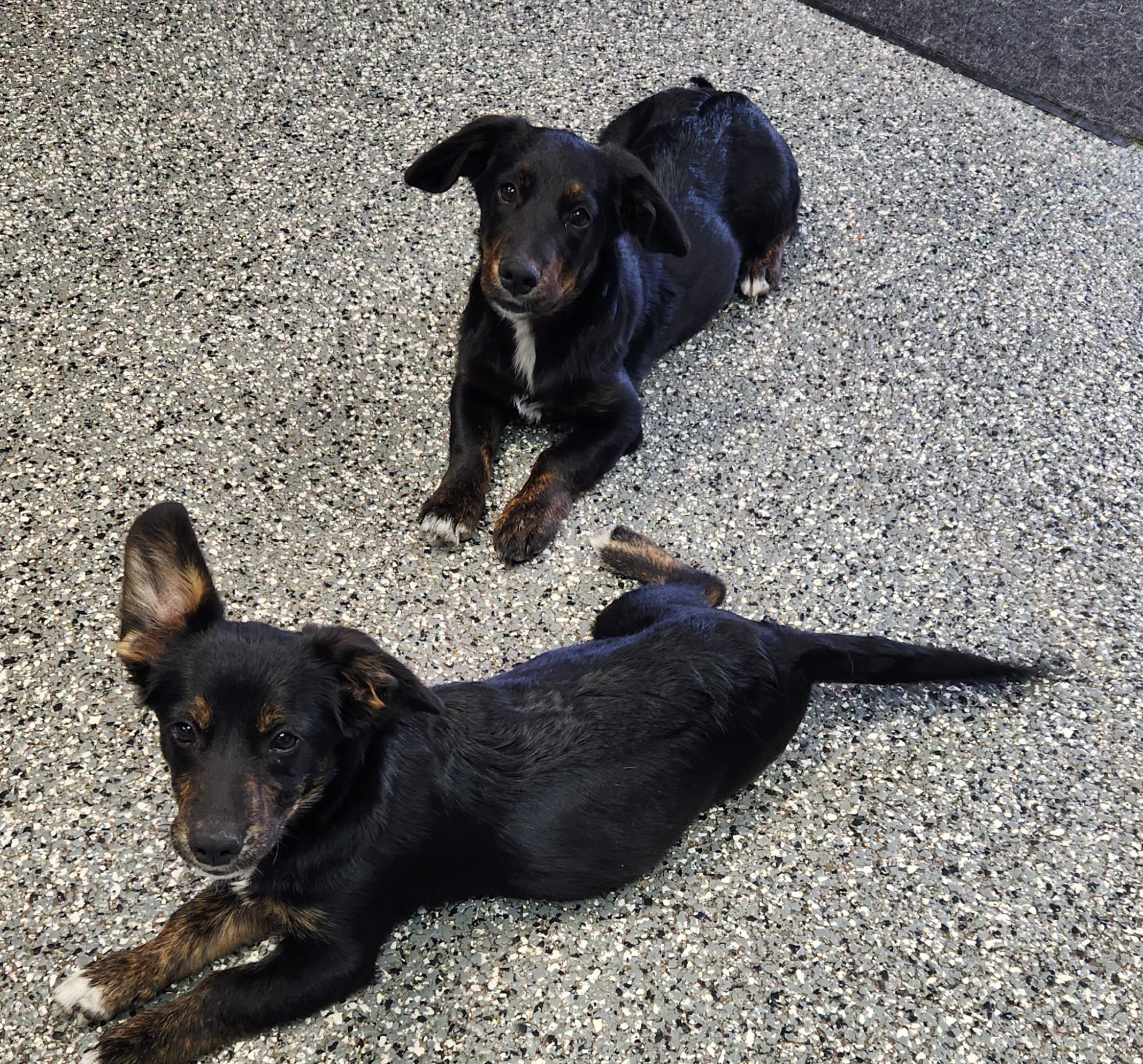 Enlarge Murphy, a Adoptable mixed breed in Siloam Springs, AR image 2/3