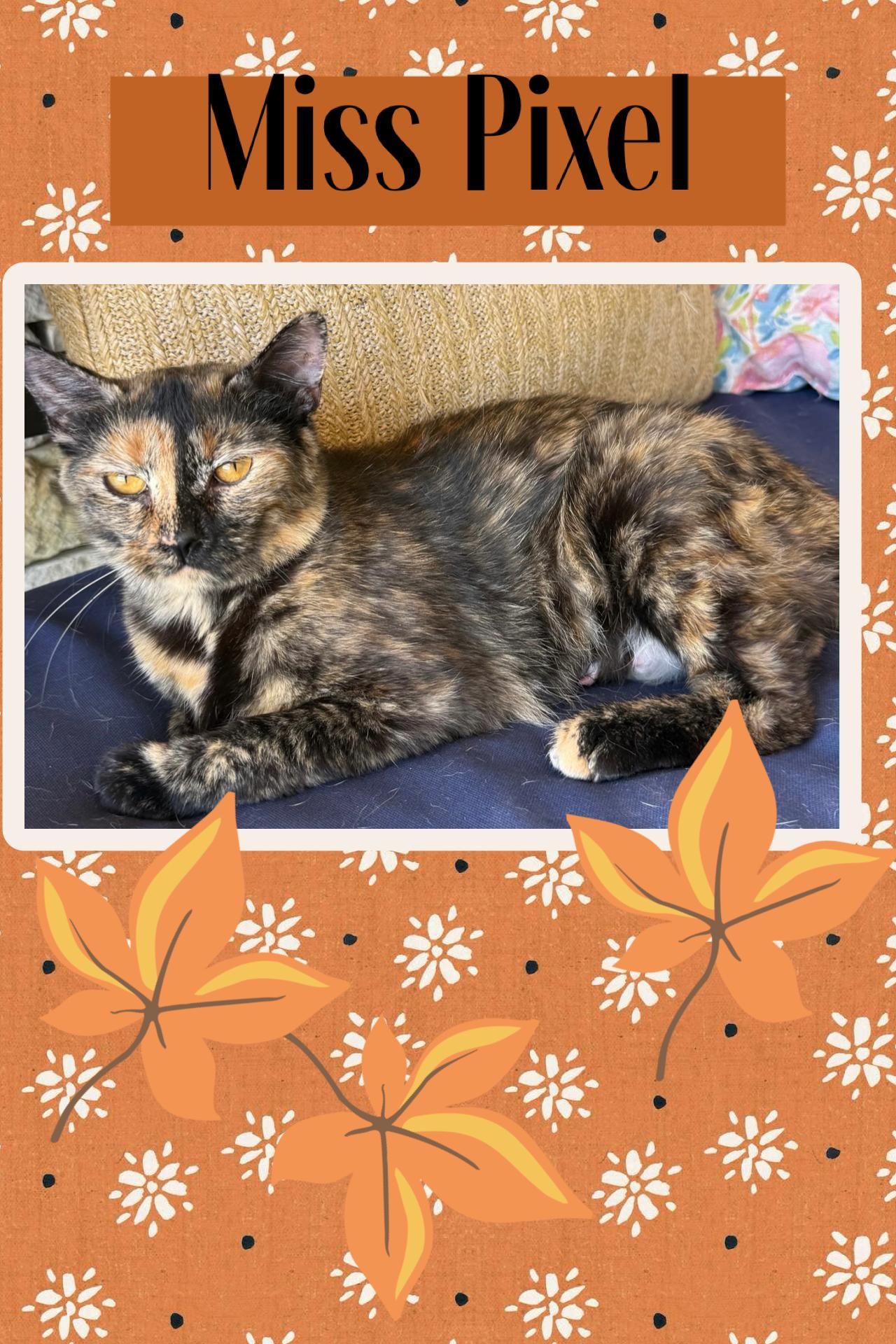 Pixel, Adopted, Young Female American Shorthair.