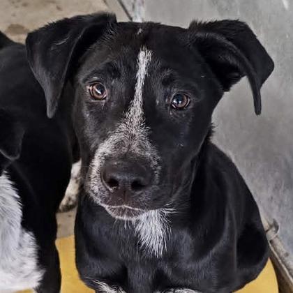 Senorita, Adoptable, Young Female Cattle Dog & Mixed Breed.
